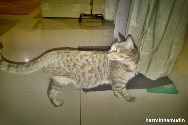 Kucing Kaki Tiga 1